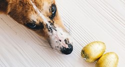Upozorenje vlasnicima: Držite pse podalje od potencijalno opasnih uskrsnih jaja