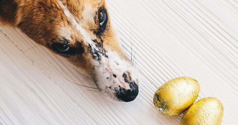 Upozorenje vlasnicima: Držite pse podalje od potencijalno opasnih uskrsnih jaja