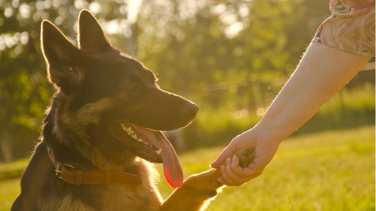 VIDEO Ovaj pas ima prirodni talent kojim pomaže spasiti svoju vlasnicu