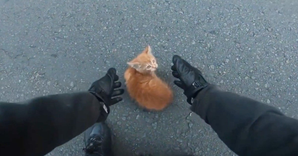 Bajker nasred ceste uočio mačića pa se zaustavio i spasio ga