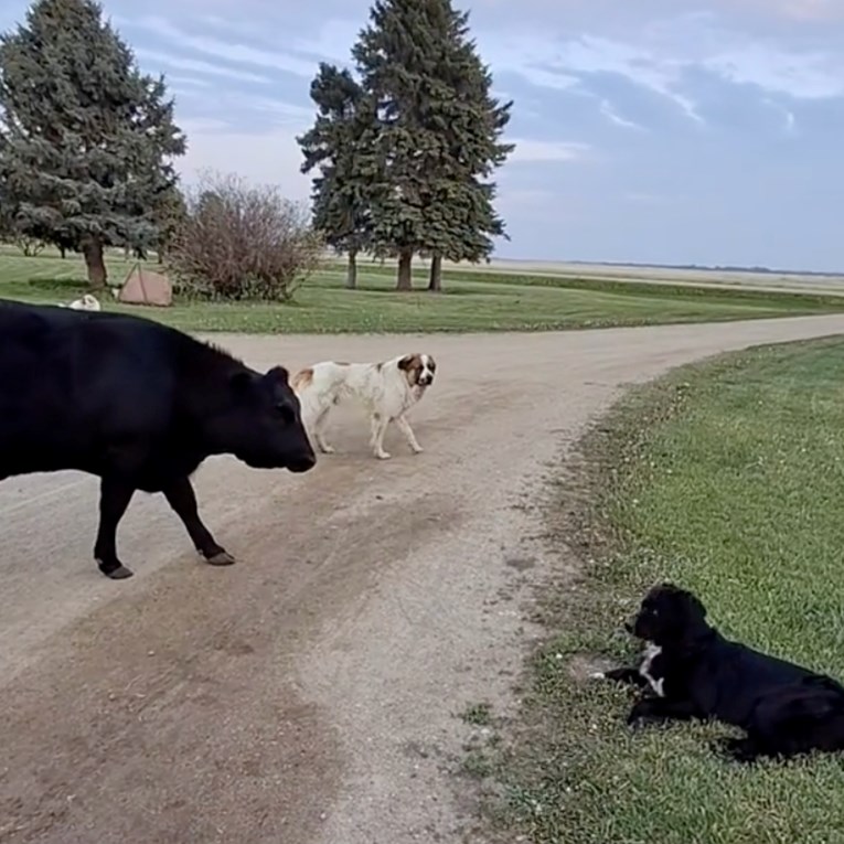Krava je uvjerena da je pas njezino tele, prizor je presladak