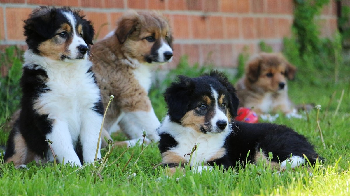 15 štenaca napalo je jednog čovjeka - pusama