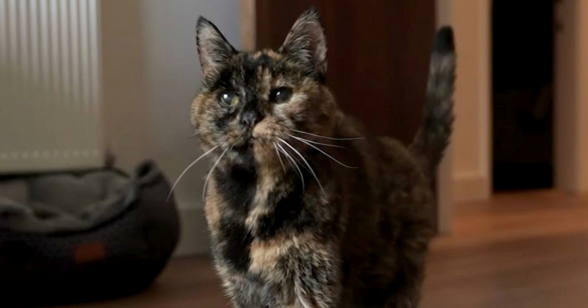 Najstarija mačka na svijetu proslavila 30. rođendan