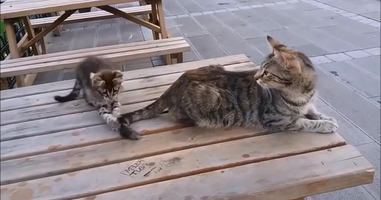 Mačić ugrizao mamu za rep, ona reagirala na najbolji mogući način