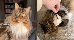 Ovaj Maine Coon mačak živi kao kralj, postao je hit na društvenim mrežama