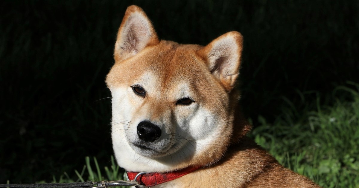 Pet pasmina pasa koji se ponašaju kao mačke, prema veterinarima