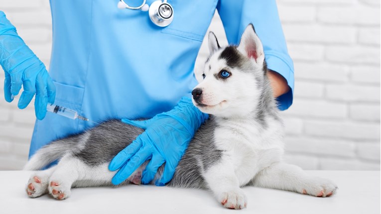 Zašto je pse potrebno cijepiti protiv zaraznih bolesti