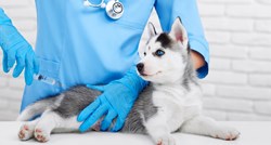 Zašto je pse potrebno cijepiti protiv zaraznih bolesti