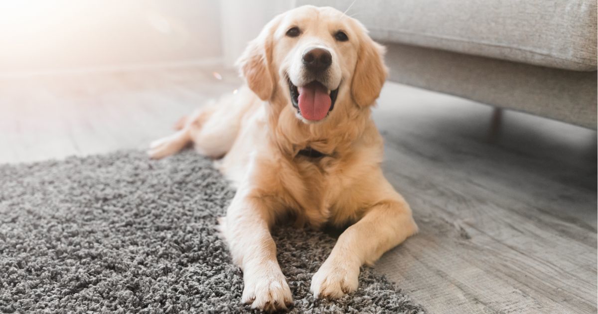 Veterinari upozoravaju: Ne liječite ljubimce prema savjetima s TikToka