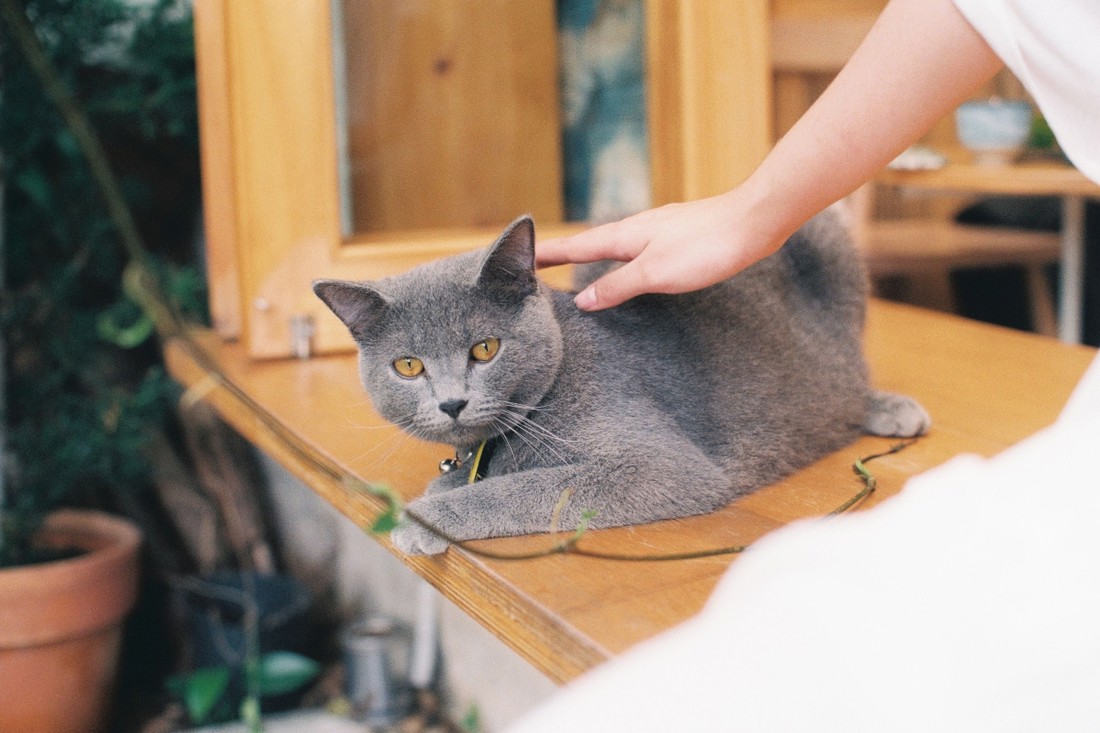 Kako mačke tješe svoje vlasnike? Veterinari otkrivaju osam suptilnih znakova