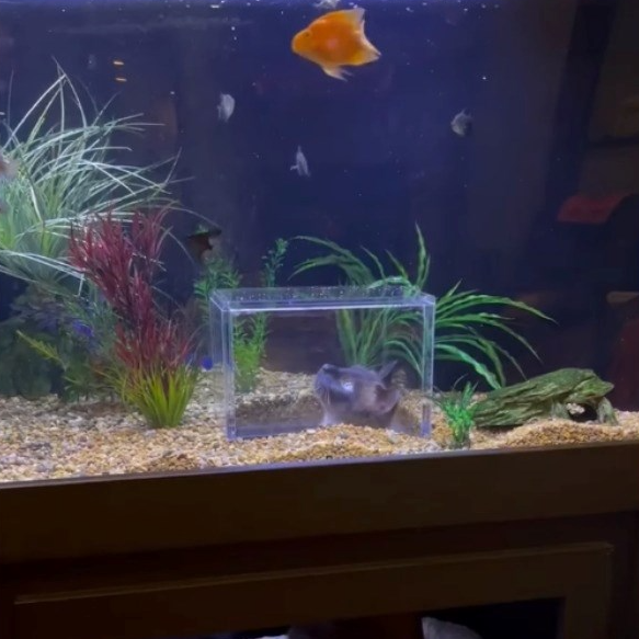 VIDEO Pogledajte kakav akvarij je nabavila ova vlasnica, mačka je oduševljena
