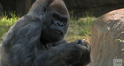Preminuo Ozzie, najstariji mužjak gorile na svijetu. Imao je 61 godinu