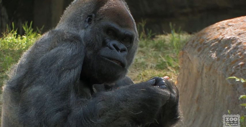 Preminuo Ozzie, najstariji mužjak gorile na svijetu. Imao je 61 godinu