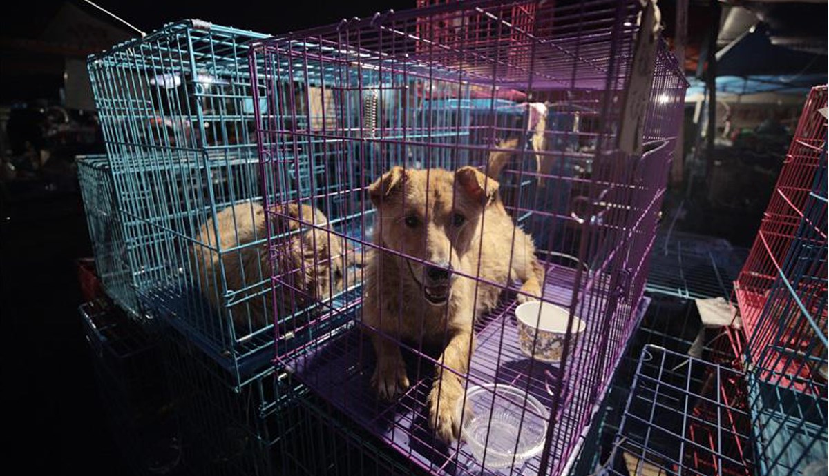 Psi u Kini postaju kućni ljubimci zbog pandemije