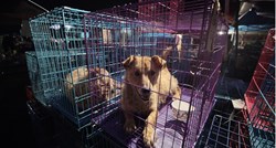 Psi u Kini postaju kućni ljubimci zbog pandemije