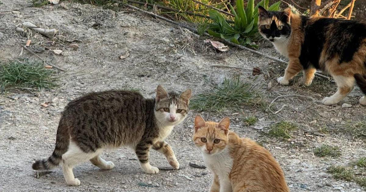 Njemačka udruga poslala tonu hrane za mačke na šibenskim otocima