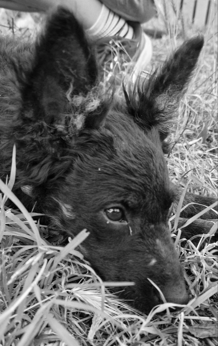 Pas Homer ovogodišnja je žrtva petardi: "Zauvijek je zaspao zbog silnog straha"