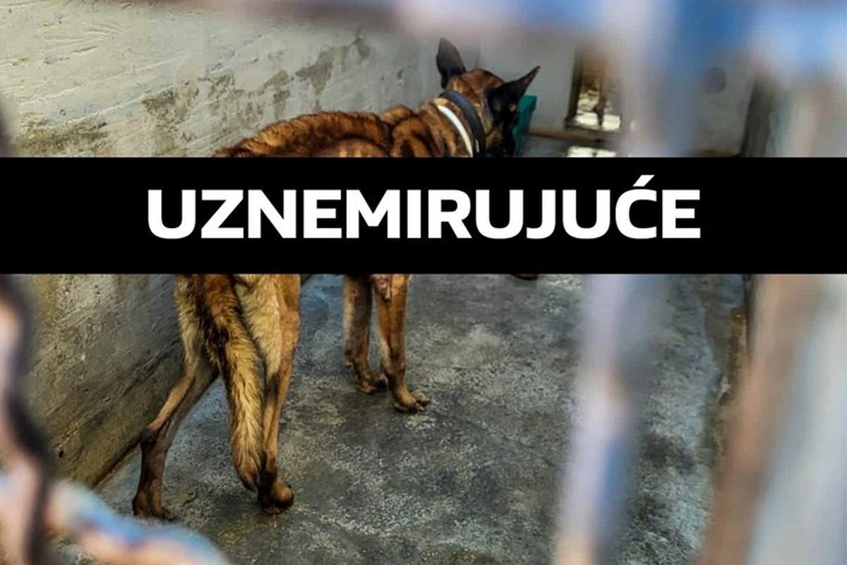 Prijatelji životinja podnijeli kaznenu prijavu zbog izgladnjelih pasa u šibenskom azilu
