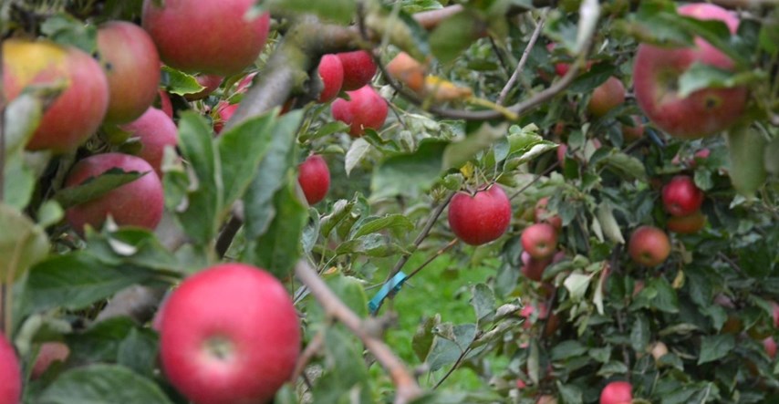 Tvrtka koja se bavi uzgojem i obradom jabuka dobila 15 milijuna eura za nove pogone