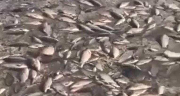 Ukrajinci objavili snimku pomora riba nakon uništenja brane: "Ekocid u režiji Rusije"
