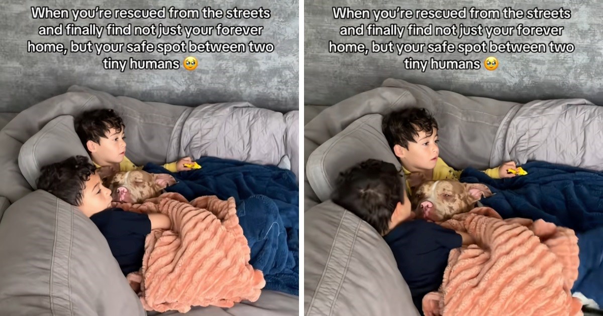 Pas koji nije imao dom sada uživa dok spava između svoja dva dječaka