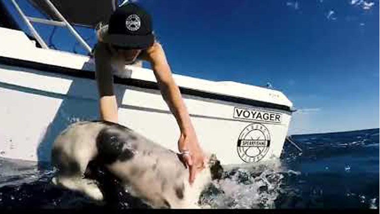 Australski YouTuber spasio svog ljubimca od opasnog morskog psa