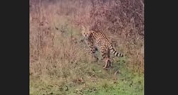 VIDEO U šumi kod Turopolja snimljena rijetka afrička životinja