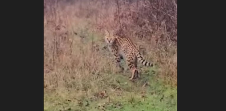 VIDEO U šumi kod Turopolja snimljena rijetka afrička životinja