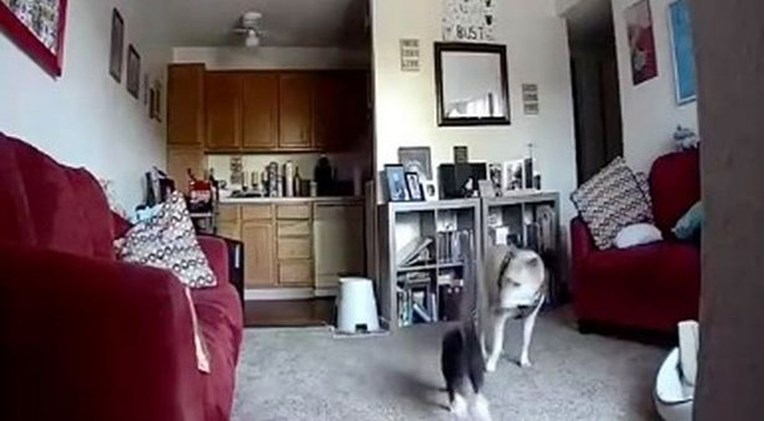 Vlasnik tvrdi da se njegovi pas i mačka ne podnose, kamera je snimila njihov susret