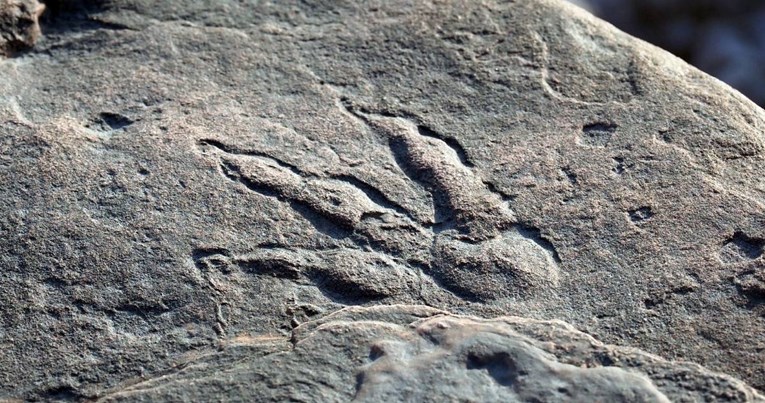 U Walesu otkriveni tragovi ranog dinosaura: "Ovo se ne vidi često"