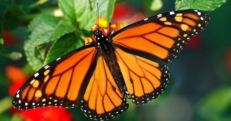 Otkriveno gdje živi najviše vrsta leptira na svijetu