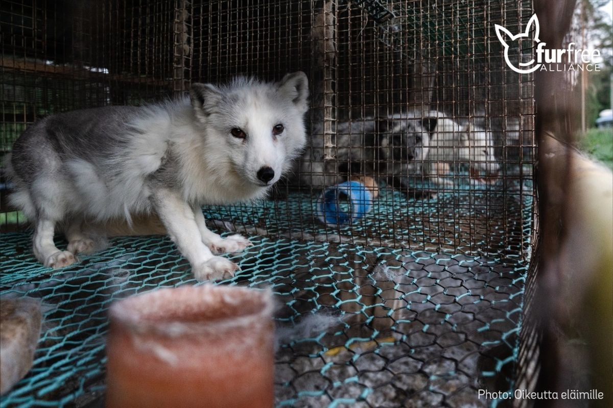 Poljska je zabranila uzgoj i ubijanje životinja radi krzna