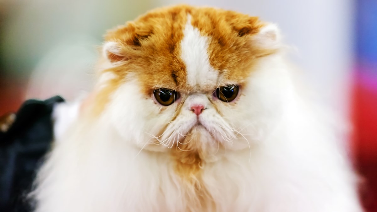 Mace su posebna stvorenja, no kada su mrzovoljne, bolje se maknuti od njih