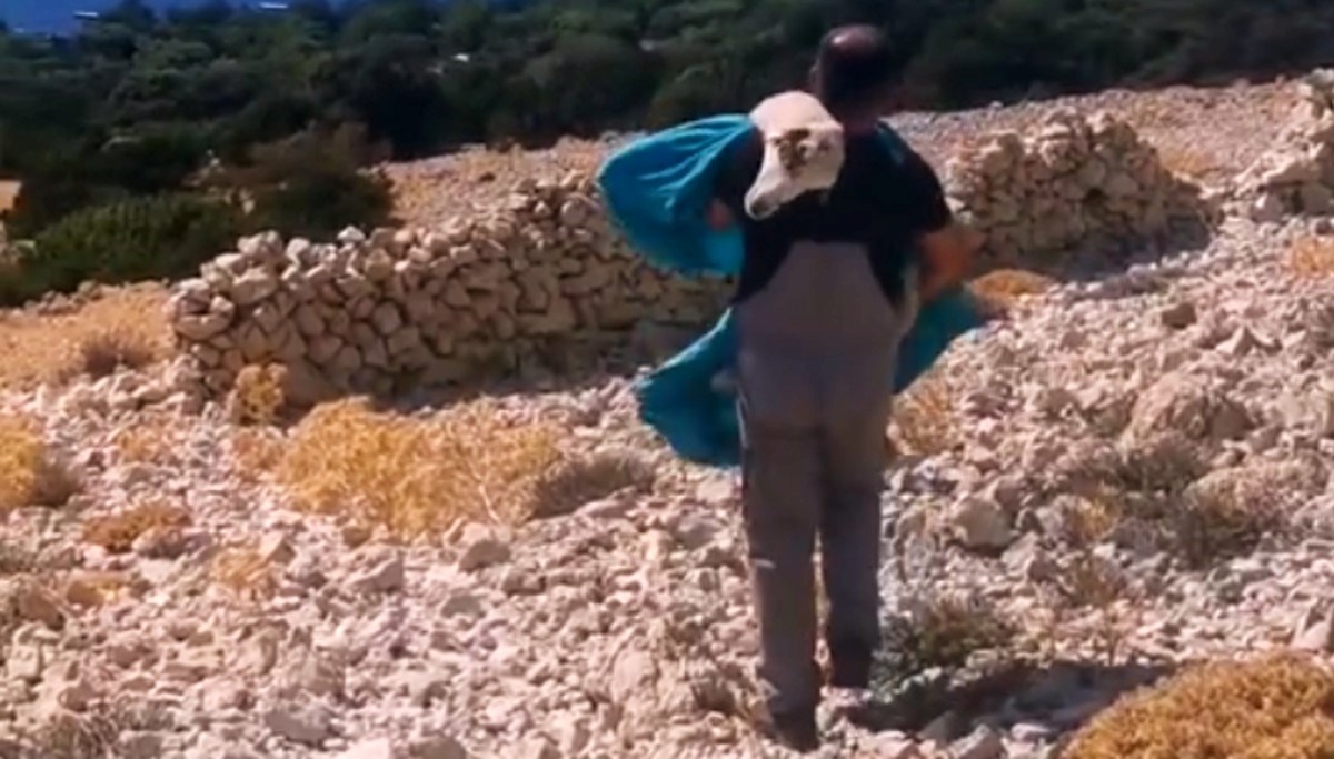 Dirljiva snimka s Paga: "Ako treba uginuti, kod kuće će. Ne sama u kamenjaru"