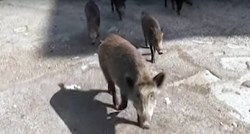 VIDEO Divlje svinje tumaraju ulicama Rima, pogledajte snimke