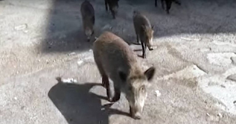 VIDEO Divlje svinje tumaraju ulicama Rima