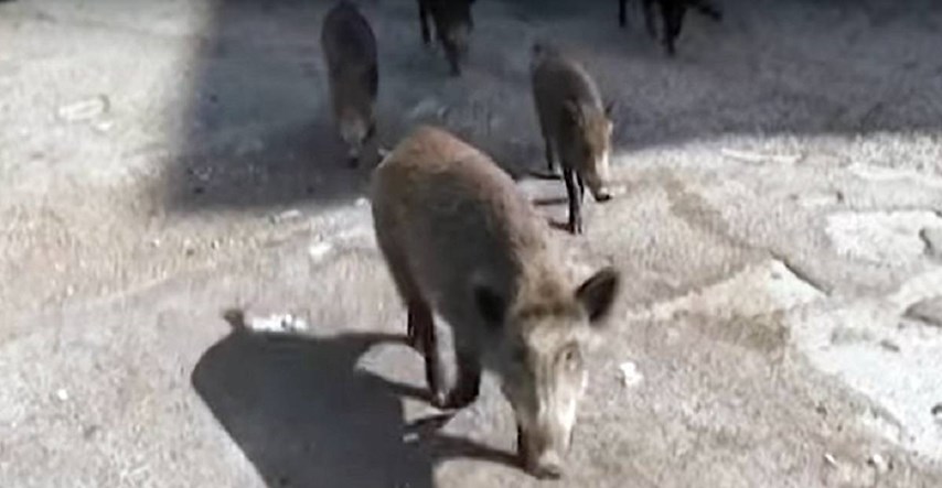 VIDEO Divlje svinje tumaraju ulicama Rima, pogledajte snimke