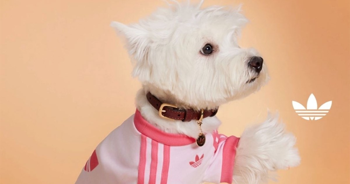 Adidas izbacio mini kolekciju za ljubimce, ali nećete je lako nabaviti