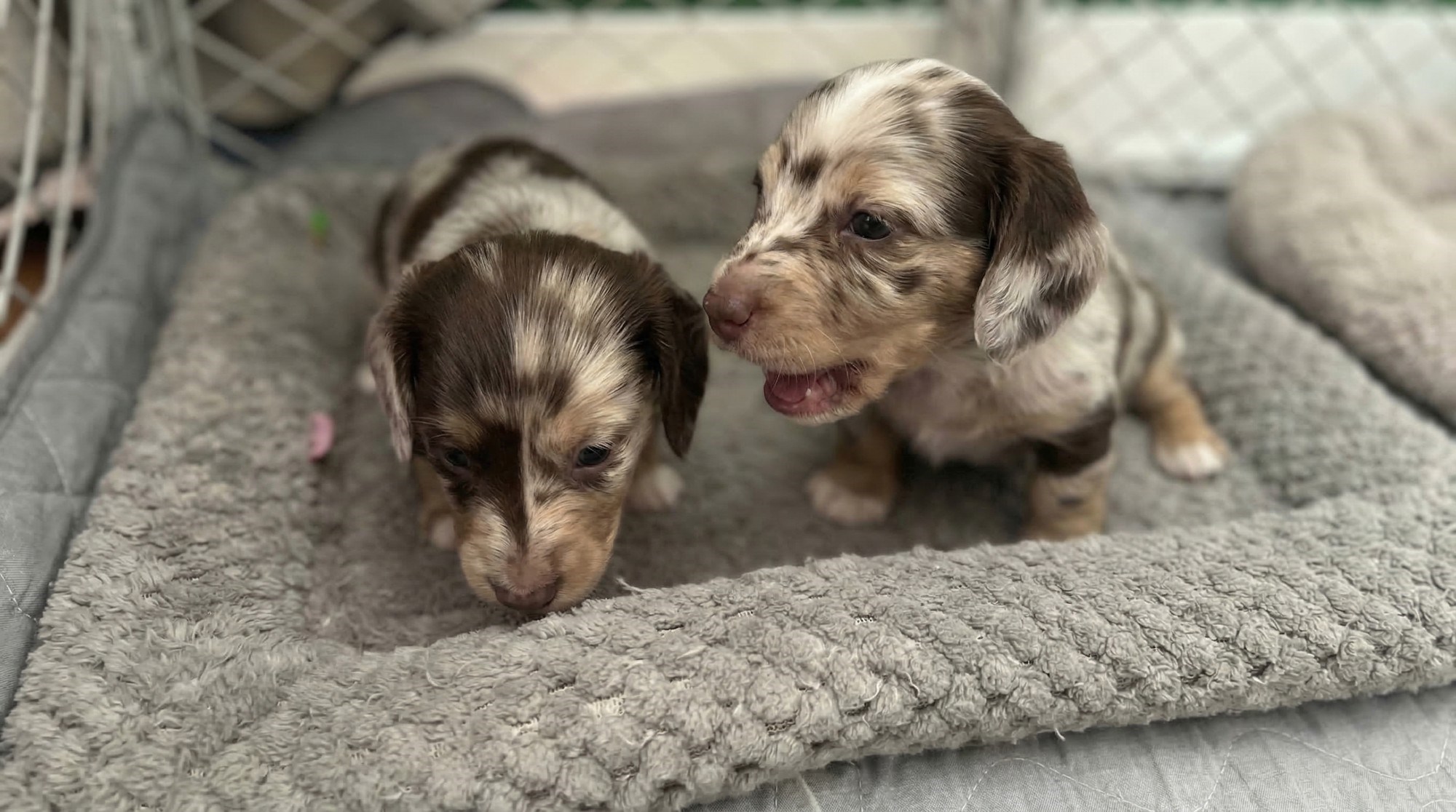 Umorni ste? Ali sigurno ne kao ovi preslatki jazavčari