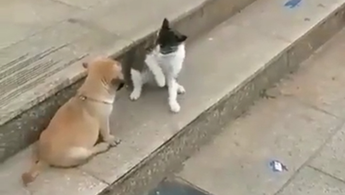 Mačka je udarila psa po njušci, njegova reakcija nasmijala je tisuće ljudi