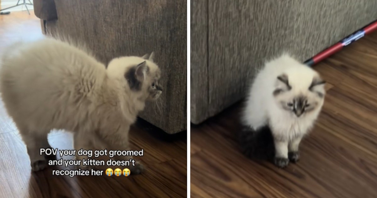 Zbunjena mačka i ošišani pas: Snimka koja je nasmijala milijune