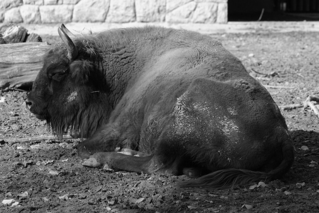 U zagrebačkom ZOO-u uginula bizonica Ozana