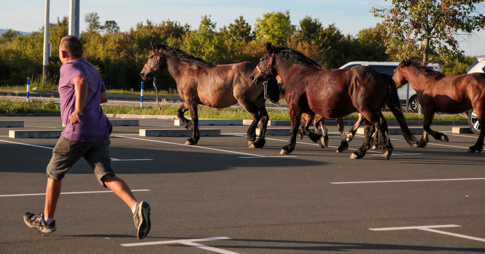 Konji šetali parkingom zagrebačkog aerodroma, intervenirala policija