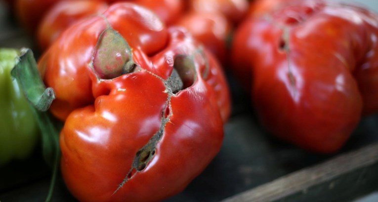 Višnja ubrala rajčicu od gotovo dva kilograma