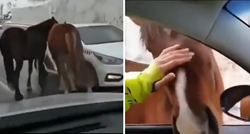Ova dva konja zaustavljaju aute na cesti kako bi ih ljudi češkali. Video je hit