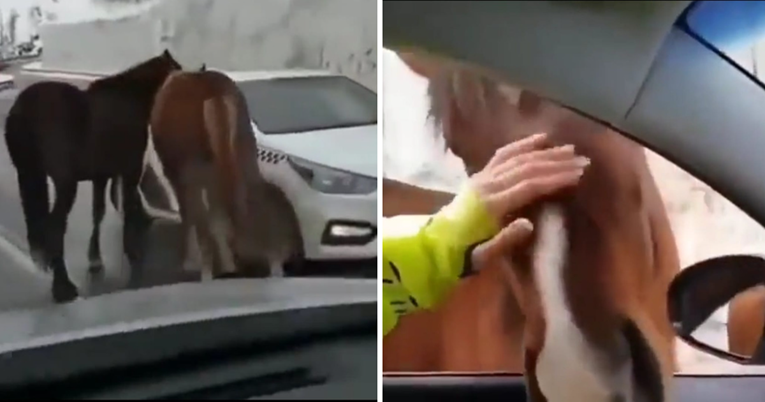 Ova dva konja zaustavljaju aute na cesti kako bi ih ljudi češkali. Video je hit