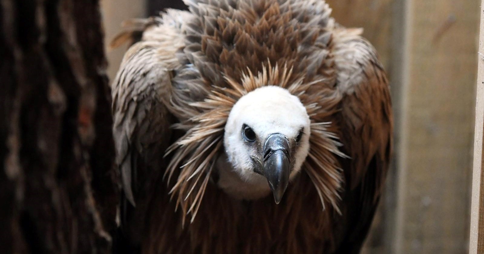 Na Kvarneru lani 152 gnijezdeća para bjeloglavih supova i 107 ptića