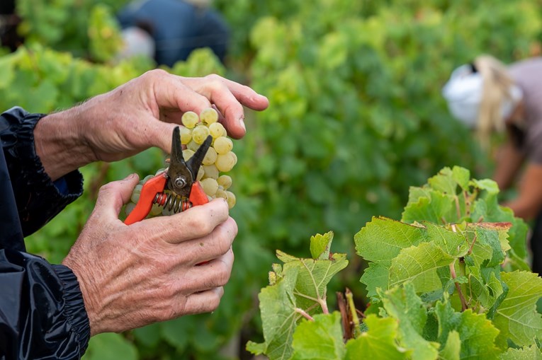 Berbe grožđa u Francuskoj počinju sve ranije zbog visokih temperatura