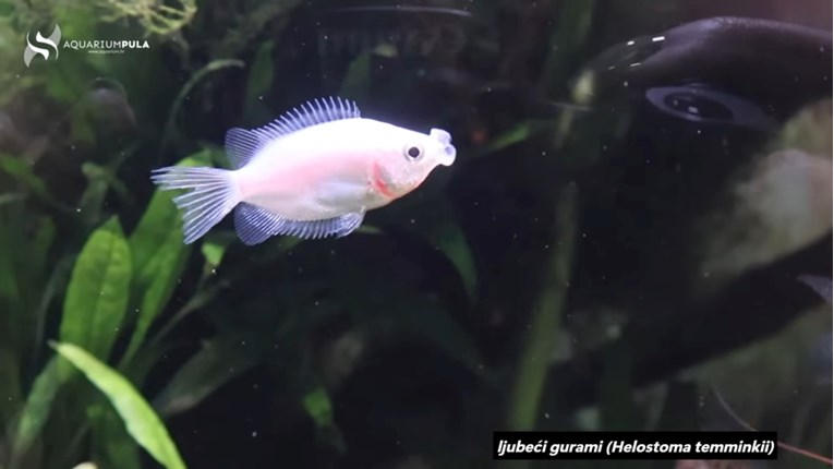 Pulski akvarij u svoj postav je dodao tri nove vrste riba