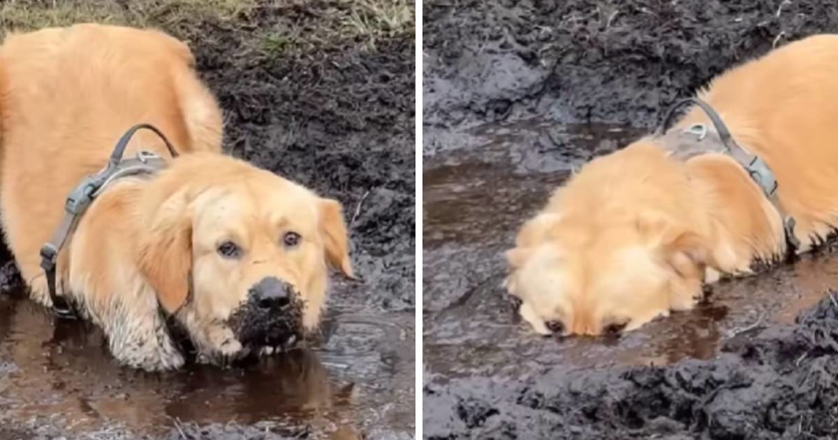 Neprepoznatljiv nakon igre: Zlatni retriver Bruno obožava blato